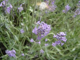 fleur_variee_20211127_1067238330